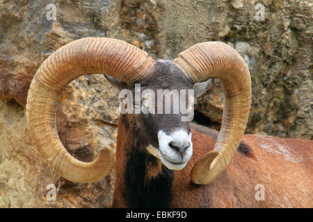 Mouflon (Ovis musimon, Ovis gmelini musimon, Ovis orientalis musimon), male, portrait, Germany Stock Photo