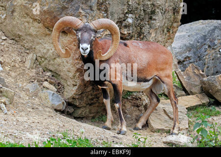 Mouflon (Ovis musimon, Ovis gmelini musimon, Ovis orientalis musimon), male, Germany Stock Photo