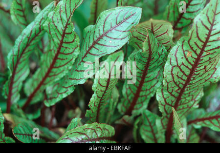 red-veined dock (Rumex sanguineus var. sanguineus), leaves Stock Photo