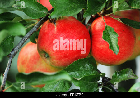 apple tree (Malus domestica 'Jonagold', Malus domestica Jonagold), Jonagold, apples Stock Photo
