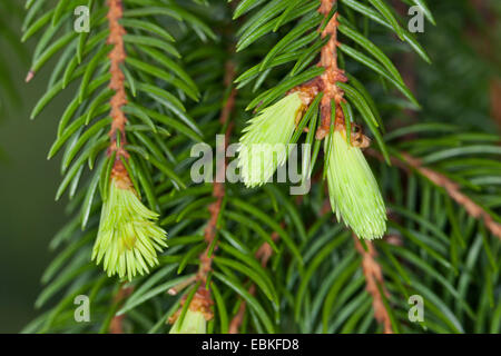 Norway spruce (Picea abies), young shootings, Germany Stock Photo