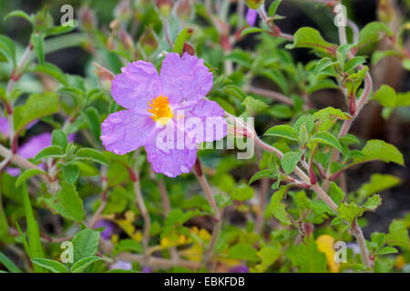 pink rock rose (Cistus villosus, Cistus incanus), blooming Stock Photo