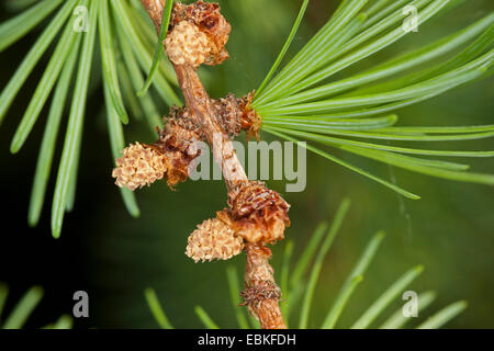 common larch, European larch (Larix decidua, Larix europaea), young shoots and male flower, Germany Stock Photo