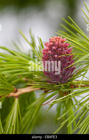 common larch, European larch (Larix decidua, Larix europaea), young shoots and blooming cone in spring, Germany Stock Photo