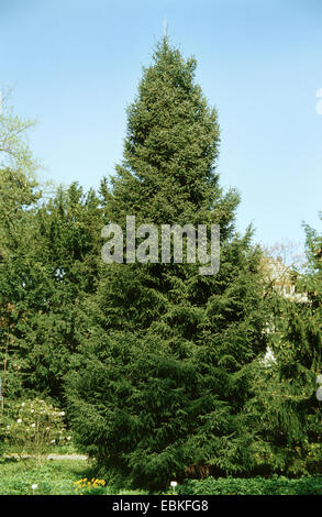 Likiang spruce, Lijiang spruce (Picea likiangensis), single tree in a park Stock Photo