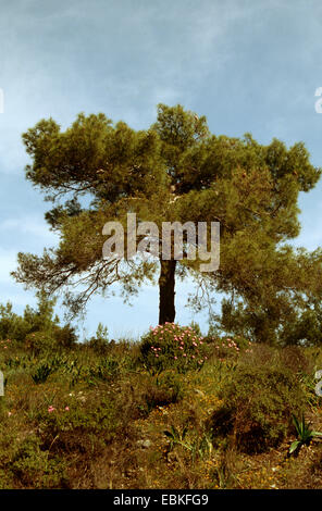 Turkish pine (Pinus brutia), Turkey Stock Photo