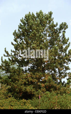 Bosnian Pine, Palebark Pine (Pinus leucodermis), single tree Stock Photo
