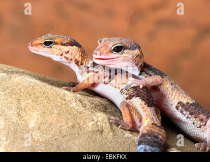 Fat-tailed gecko, African Fat-tailed Gecko (Hemitheconyx caudicinctus), two Fat-tailed geckos Stock Photo