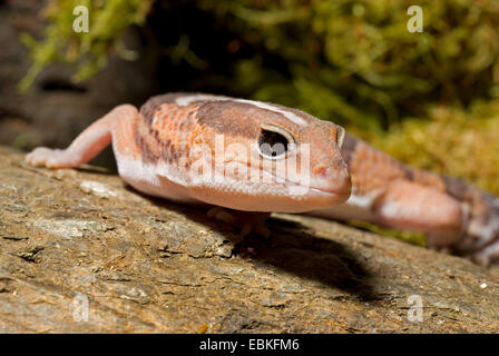 Fat-tailed gecko, African Fat-tailed Gecko (Hemitheconyx caudicinctus), portrait Stock Photo