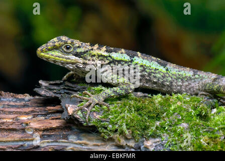 Green striped lizard, Chinese tree dragon, Dragon agama (Japalura splendida), on mossy branch Stock Photo