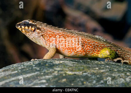 Haitian curlytail lizard, Masked Curly-tailed Lizard (Leiocephalus personatus), male Stock Photo