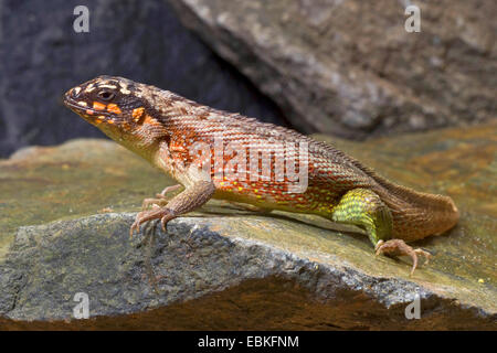 Haitian curlytail lizard hi-res stock photography and images - Alamy