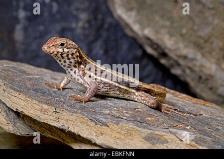 Haitian curlytail lizard, Masked Curly-tailed Lizard (Leiocephalus personatus), female Stock Photo