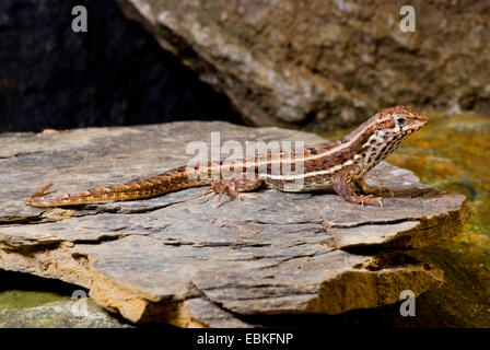 Haitian curlytail lizard, Masked Curly-tailed Lizard (Leiocephalus personatus), female Stock Photo