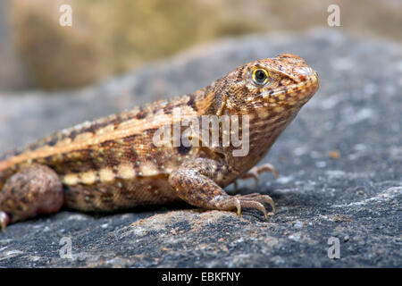 Red-sided curlytail lizard, Haitian curly-tail (Leiocephalus ...