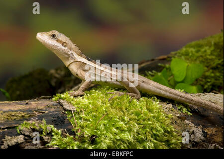 Striped Water dragon, Swamplands Lashtail, Northern Water Dragon (Lophognathus temporalis), on a mossy branch Stock Photo