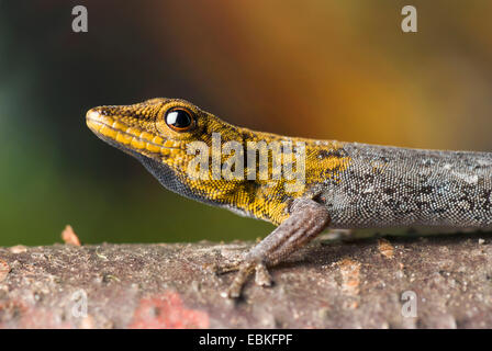 common dwarf gecko, Cape dwarf gecko (Lygodactylus capensis), on a ...