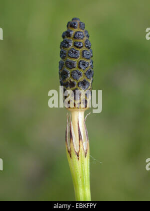 marsh horsetail (Equisetum palustre), cone, Germany Stock Photo