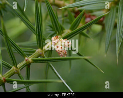 Syrian juniper (Juniperus drupacea, Arceuthos drupacea), male flowers Stock Photo