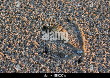 single  footprint of a duck in the mud, Germany Stock Photo