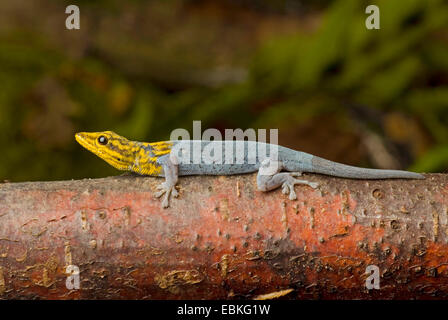 Painted Dwarf Gecko, White-headed Dwarf Gecko (Lygodactylus picturatus), male Stock Photo