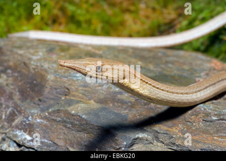 Burton's Legless Lizard (Lialis burtonis), portrait Stock Photo