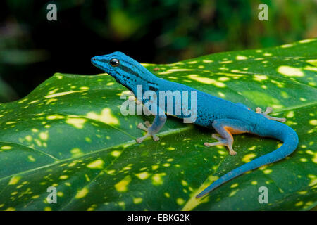Electric Blue Gecko, Williams' Dwarf Gecko (Lygodactylus williamsi), male sitting on a plant Stock Photo