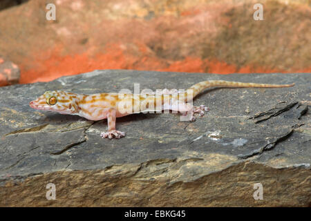 Ragazzi's fan-footed gecko, Fan-toed gecko, Yellow fan-fingered gecko (Ptyodactylus ragazzii), on a stone Stock Photo