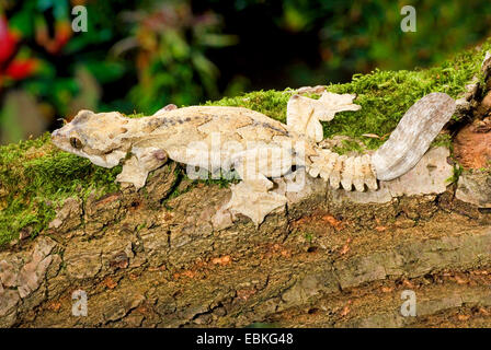 Flying geckos, Smooth-backed Gliding Gecko (Ptychozoon lionotum), on a mossy branch Stock Photo