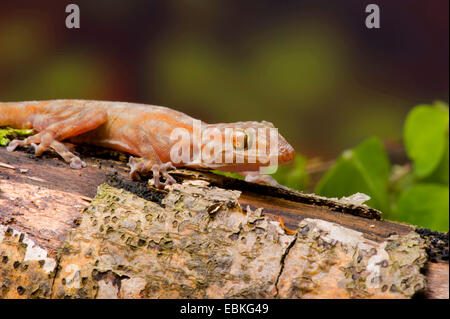 Ragazzi's fan-footed gecko, Fan-toed gecko, Yellow fan-fingered gecko (Ptyodactylus ragazzii), side view Stock Photo