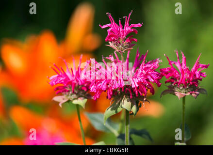 Pink bergamot contrasting with an orange lily in the summer garden.