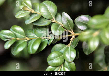 common box, boxwood (Buxus sempervirens 'Bullata', Buxus sempervirens Bullata), cultivar Bullata Stock Photo