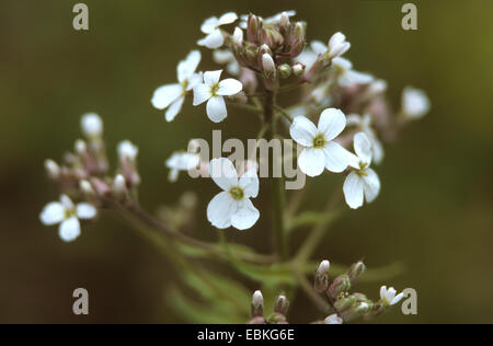 dame's-rocket, dame's-violet, garden rocket, Dame's rocket (Hesperis matronalis), with white flowers, Germany Stock Photo