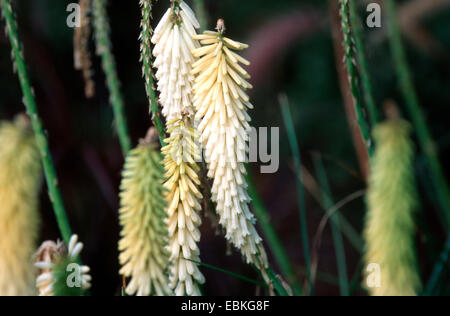 torch lily, red-hot poker (Kniphofia Little Maid), inflorescences of the cultivar Little Maid Stock Photo