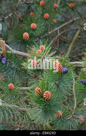 Bosnian Pine, Palebark Pine (Pinus leucodermis, Pinus heldreichii), branch with cones and male inflorescence Stock Photo