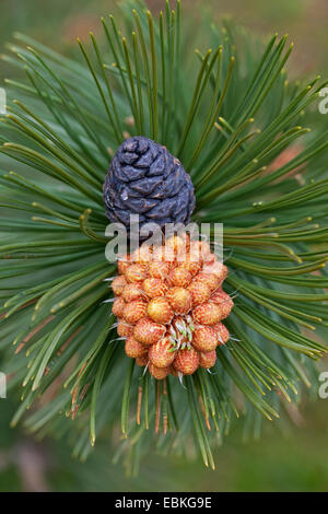 Bosnian Pine, Palebark Pine (Pinus leucodermis, Pinus heldreichii), branch with cones and male inflorescence Stock Photo