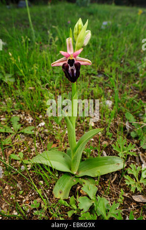 Horseshoe Orchid (Ophrys ferrum-equinum), blooming, Greece Stock Photo