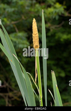 common cattail, broad-leaved cattail, broad-leaved cat's tail, great reedmace, bulrush (Typha latifolia), with inflorescence, Germany Stock Photo