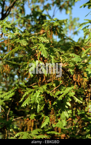 Turkey oak (Quercus cerris), branch with male flowers Stock Photo