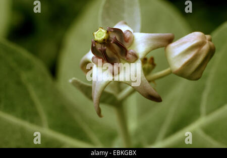 madar, yercum (Calotropis gigantea), flower and bud Stock Photo