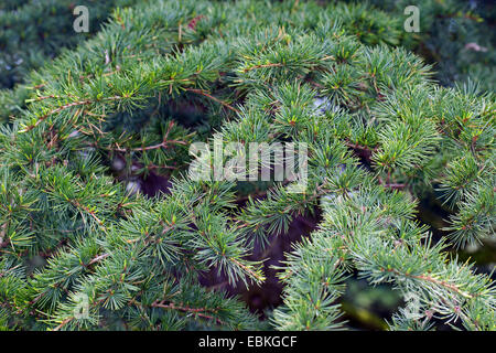 Cedar of Lebanon, Lebanon cedar (Cedrus libani, Cedrus libanotica), branch Stock Photo