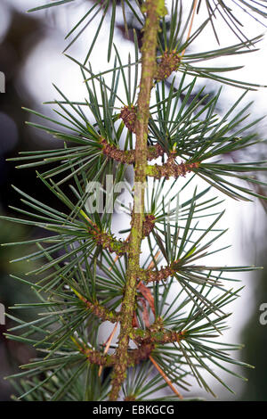Cedar of Lebanon, Lebanon cedar (Cedrus libani, Cedrus libanotica), long shoot with short shoots Stock Photo