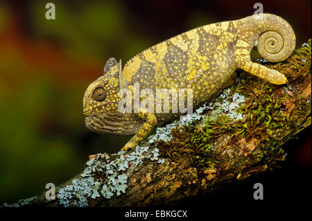 flap-necked chameleon, flapneck chameleon (Chamaeleo dilepis), sitting on a mossy twig Stock Photo