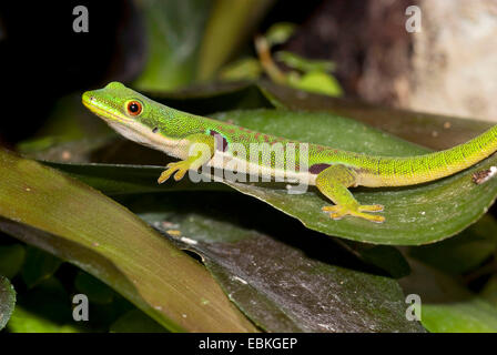 Peacock Day Gecko (Phelsuma quadriocellata), sitting on a leaf Stock Photo