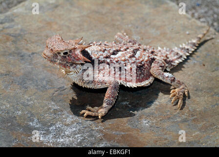 Desert horned lizard (Phrynosoma platyrhinos), sitting on a stone Stock Photo