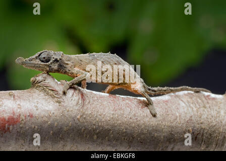 Rosette-nosed pygmy chameleon (Rhampholeon spinosus), on a branch Stock Photo