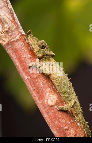 Rosette-nosed pygmy chameleon (Rhampholeon spinosus), on a branch Stock Photo