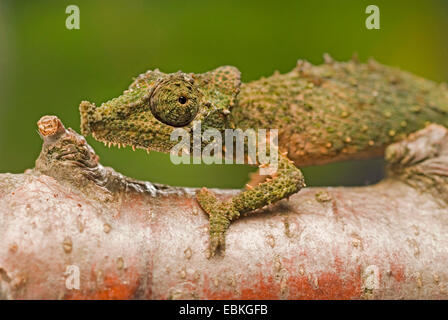 Rosette-nosed pygmy chameleon (Rhampholeon spinosus), portrait Stock Photo