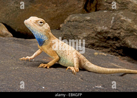 Western fence lizard (Sceloporus occidentalis), sitting on a stone Stock Photo