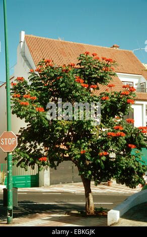 flame tree (Spathodea campanulata), blooming tree Stock Photo